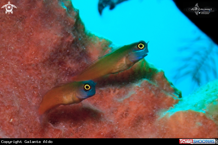 A Blue Face Blenny