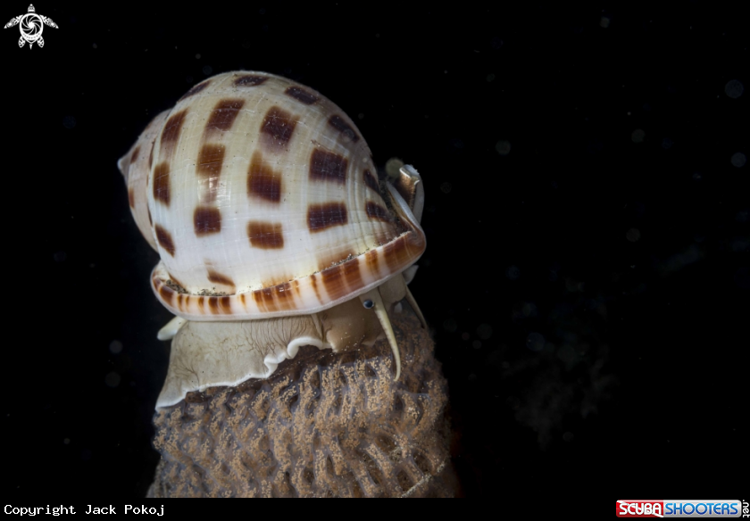 A Naticarius onca