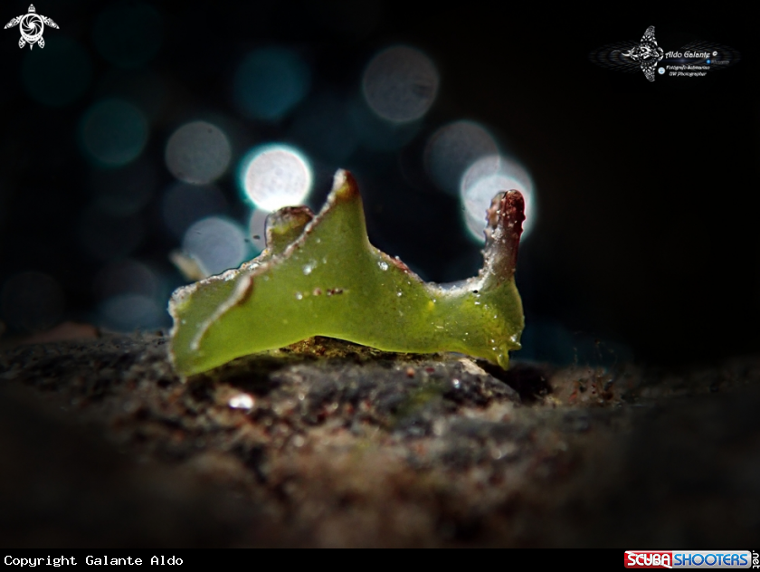 A Elysia Sea Slug