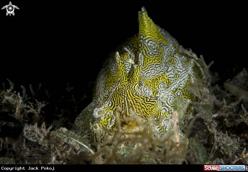 A Syphonota geographica
