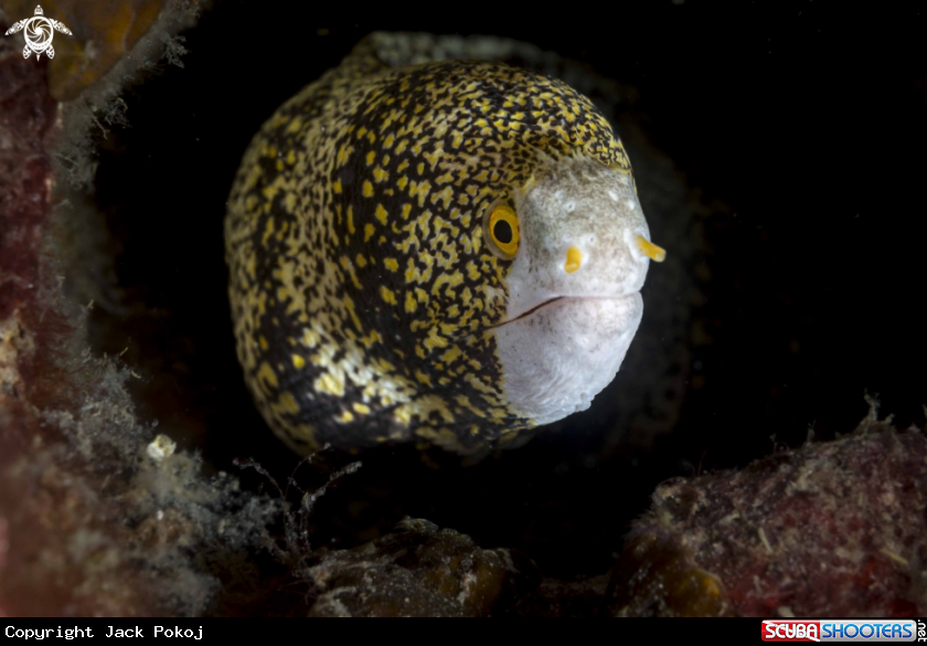 A Echidna nebulosa