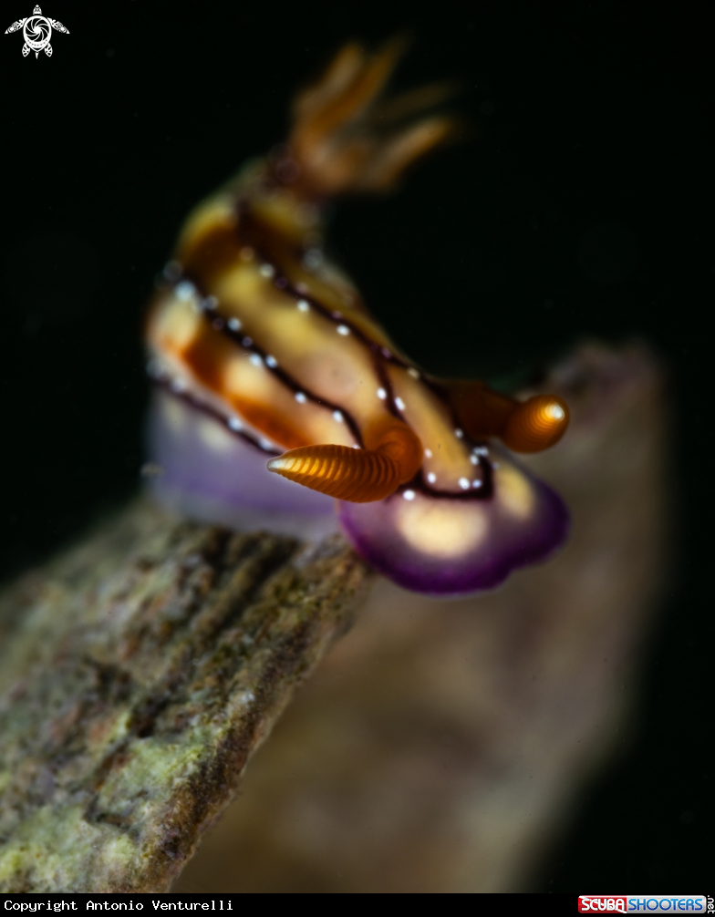 A Hypselodoris krakatoa nudibranch