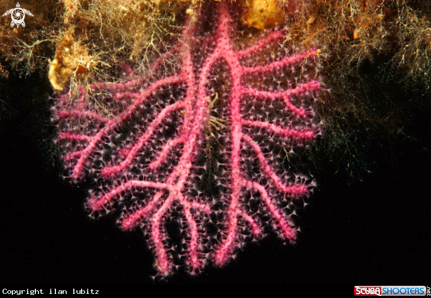 A soft corals