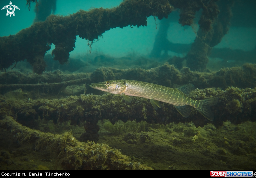 A Pike