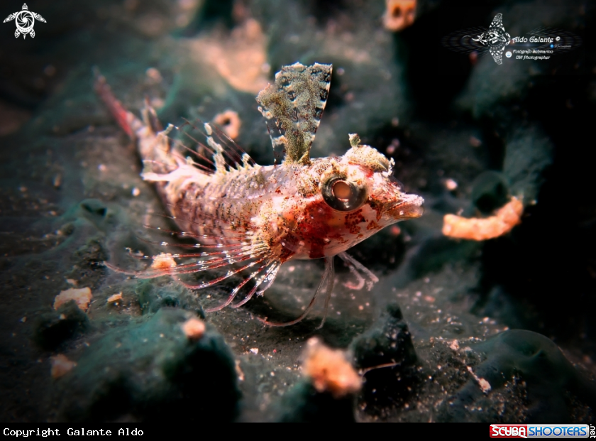 A Miracle Threefin Fish