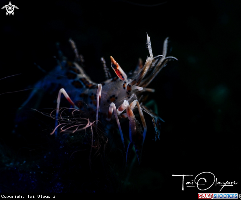 A Tiger shrimp