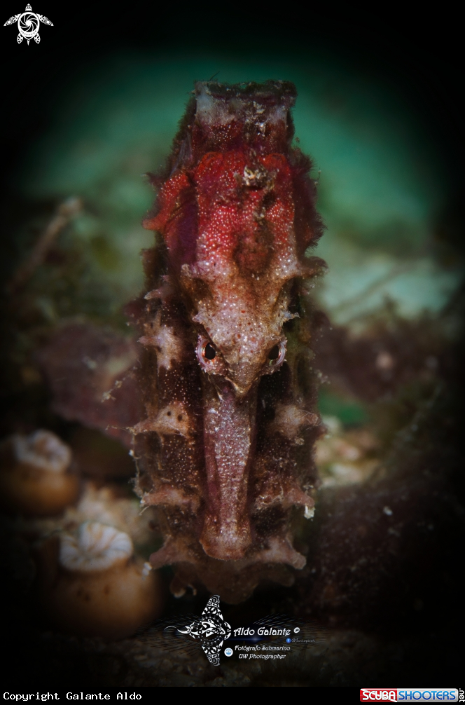 A Hippocampus Tiger Tail 