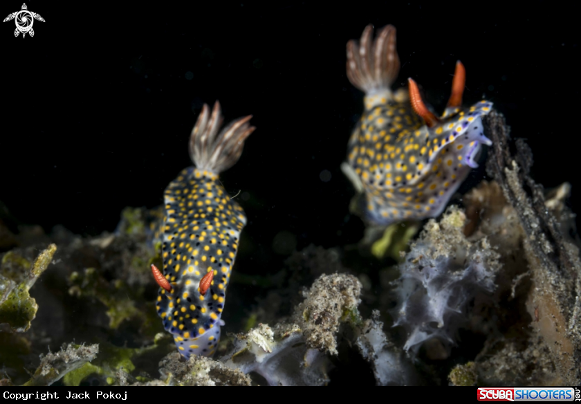 A Hypselodoris roo 