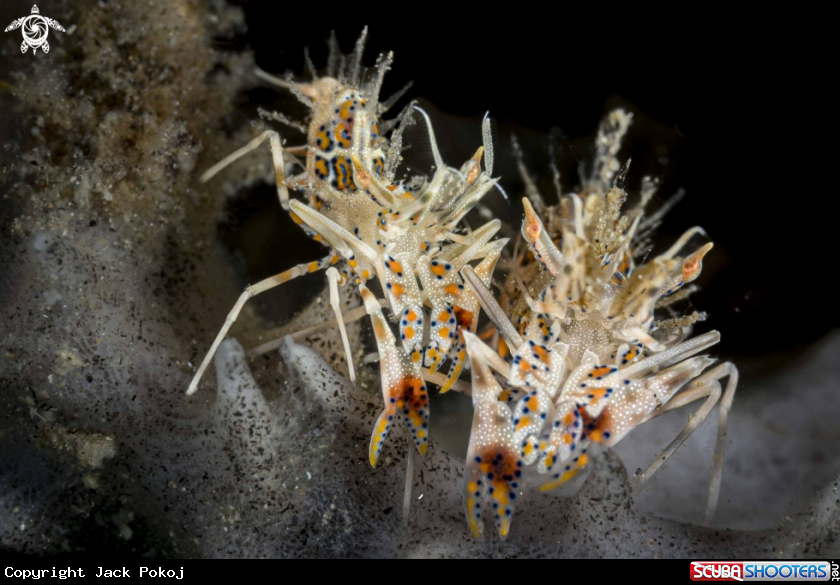 A Tiger Shrimp