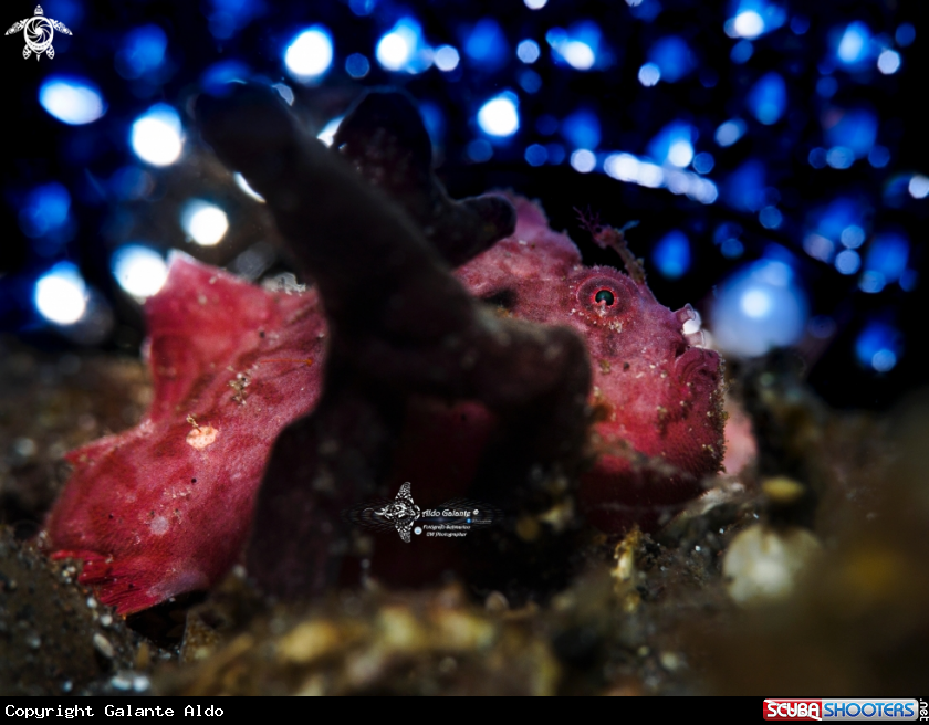 A Frogfish