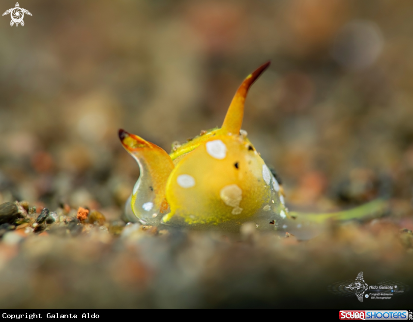 A Sea Slug
