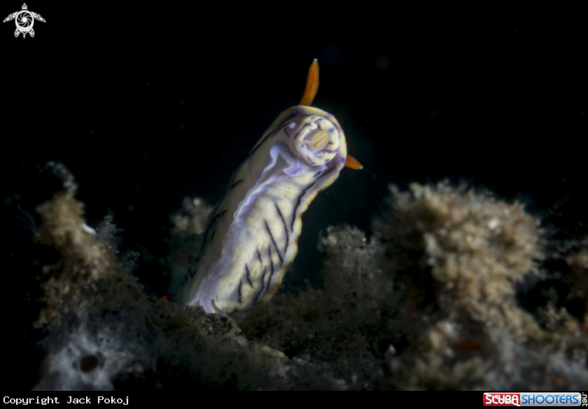 A Hypselodoris zephyra