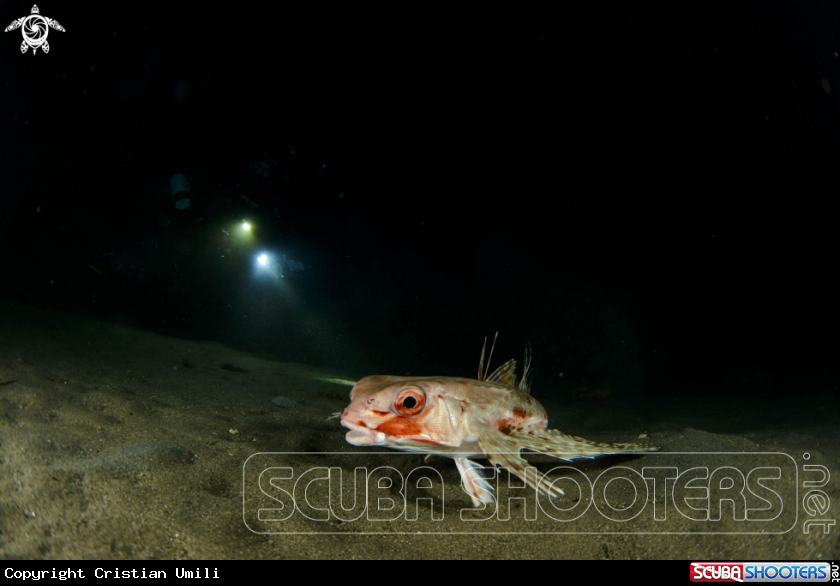 A Pesce Civetta