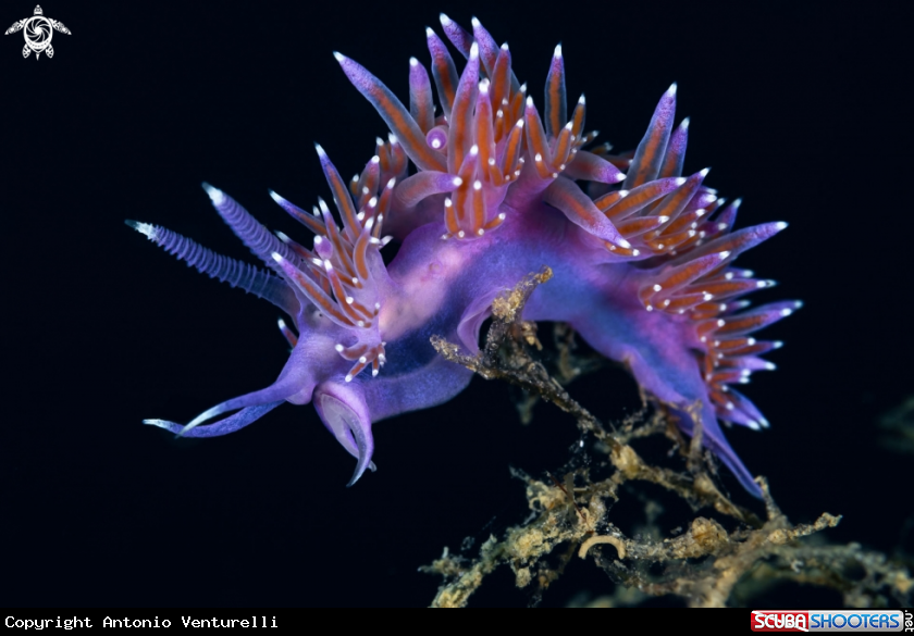 A Flabellina rosa nudibranch