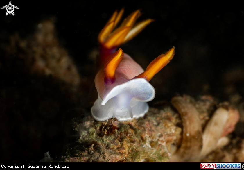 A Hypselodoris bullockii nudibranch
