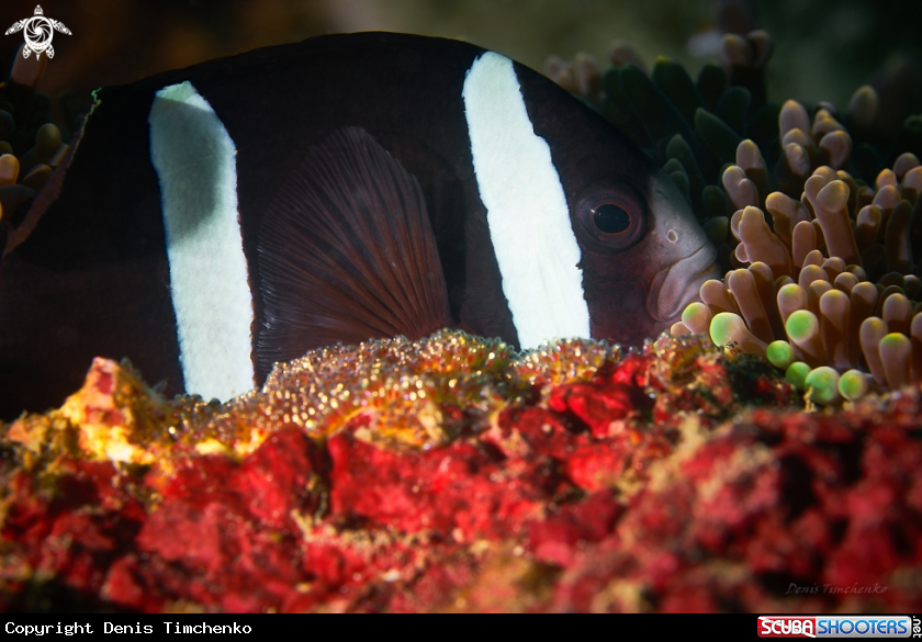 A CLOWN FISH
