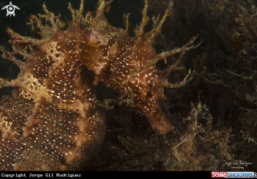 A Longsnut seahorse