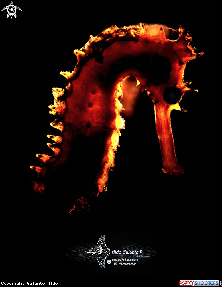 A Thorny Seahorses