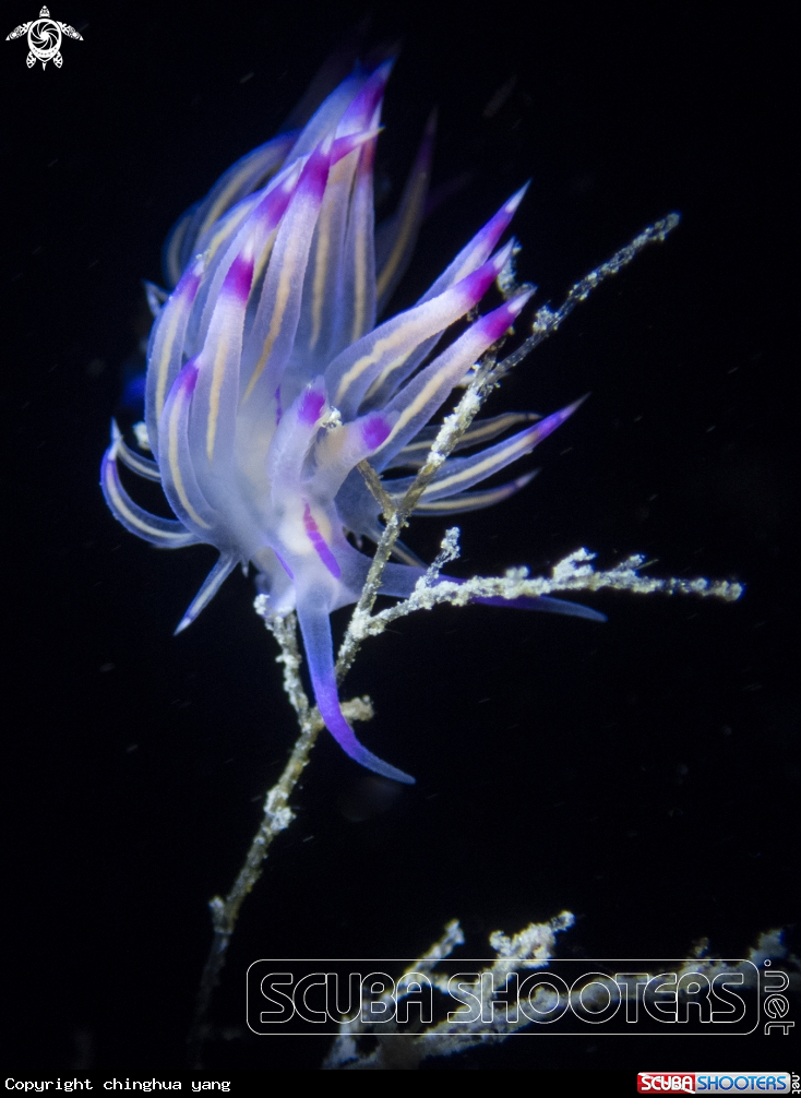 A nudibrach