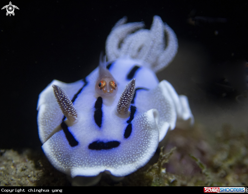 A nudibrach