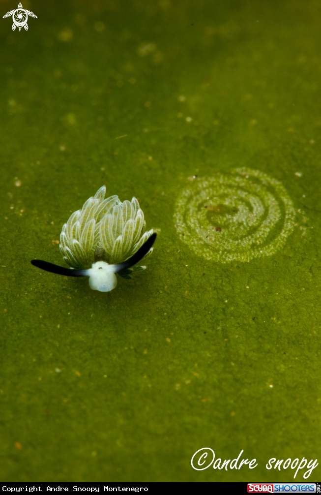 A Nudibranch