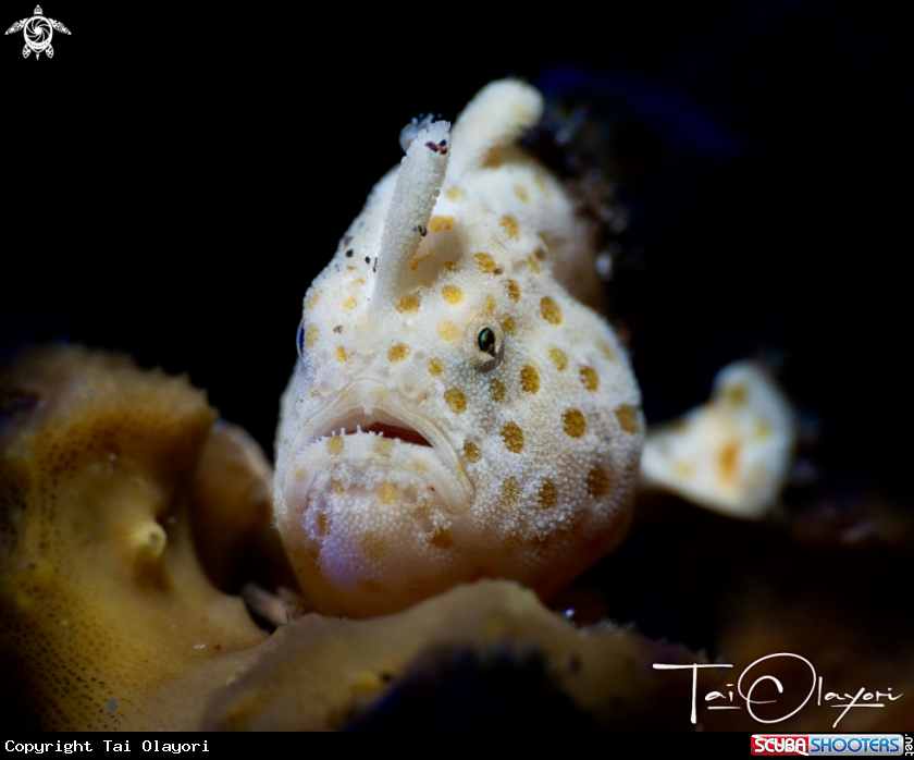 A Painted Frogfish