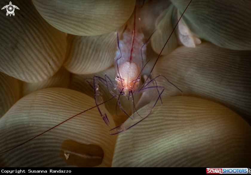 A Bubble coral shrimp