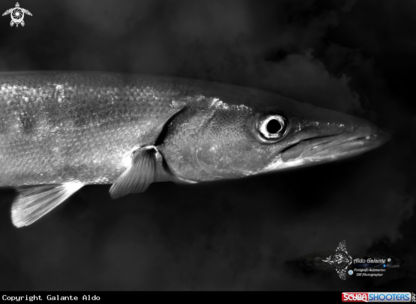 A Blackfin Barracuda
