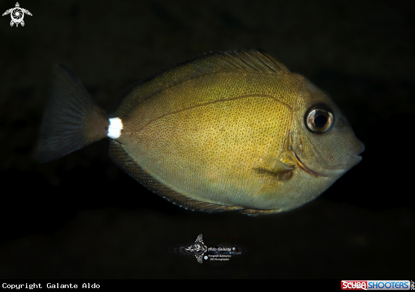 A Fish