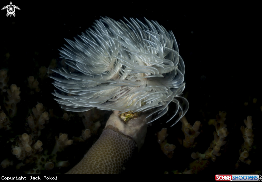 A Sabellastarte indica