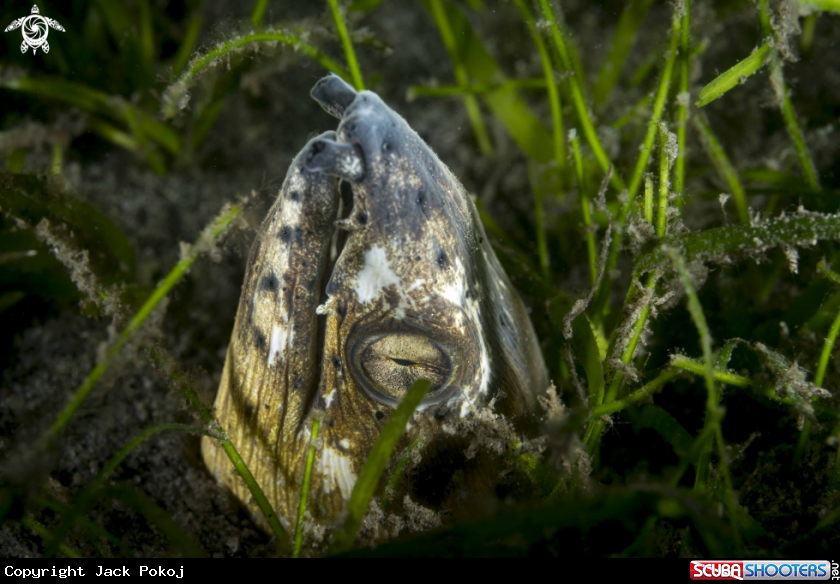 A Napoleon Snake Eel