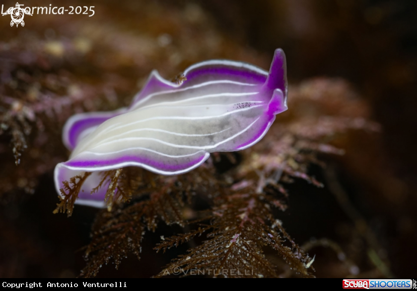 A Planaria rosa