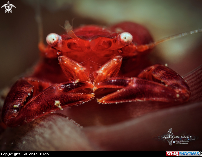 A Porelan Crab