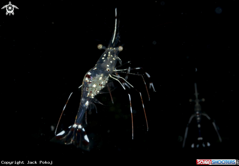 A Cleaner Shrimp