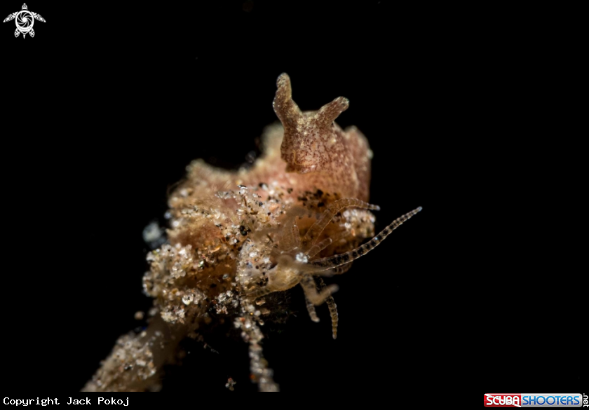A Lomanotus sp.