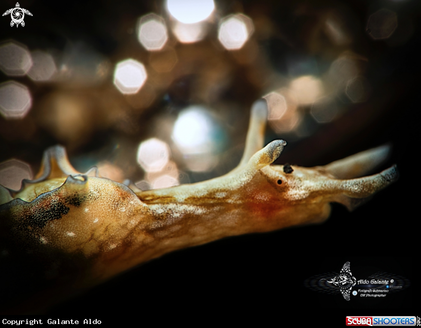 A Sea Hare