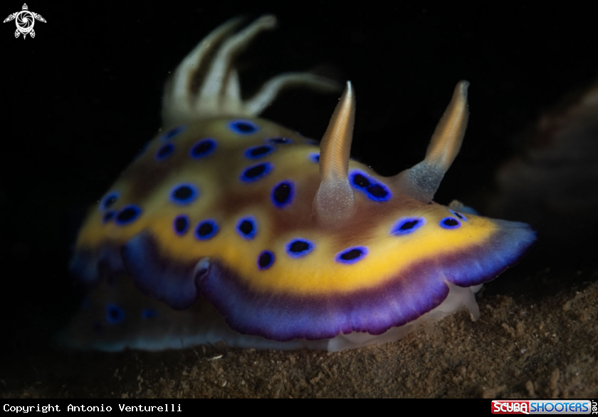 A Goniobranchus kuniei nudibranch