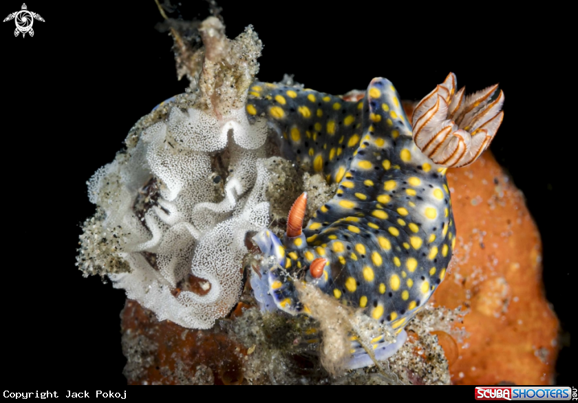 A Hypselodoris roo