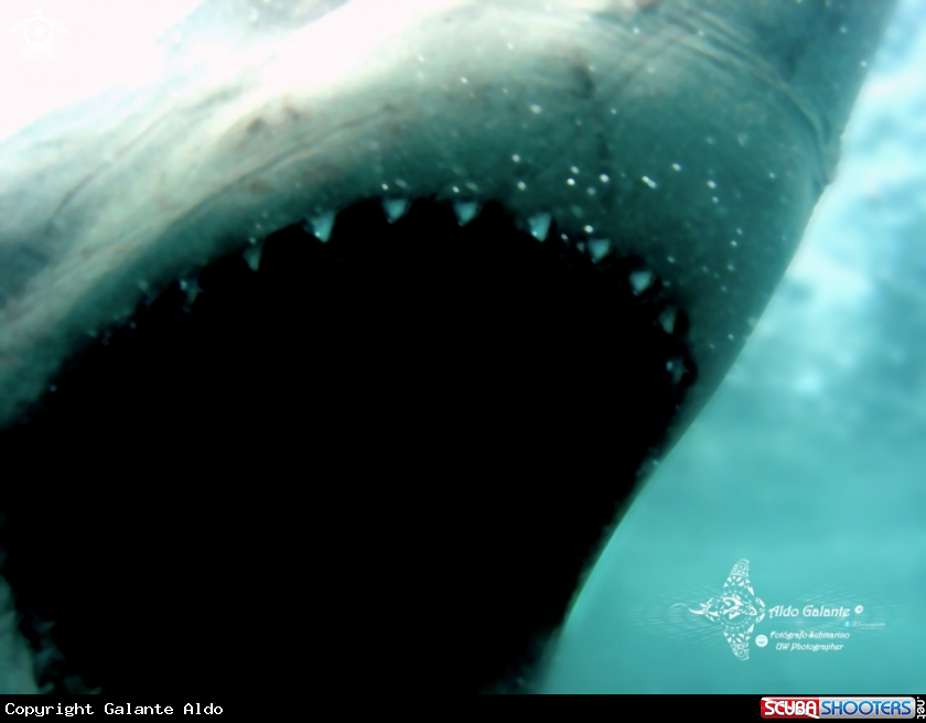 A White Shark