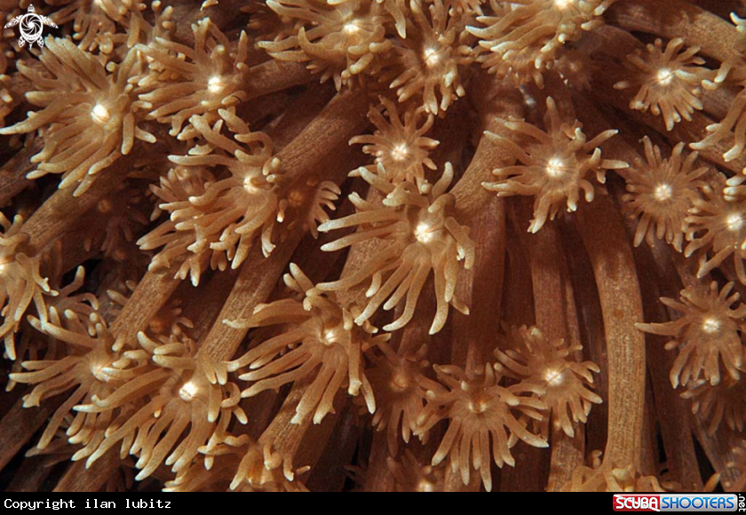 A soft corals