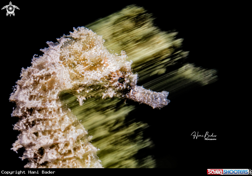 A seahorse