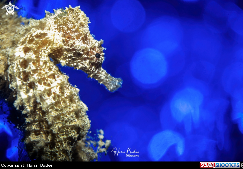 A seahorse