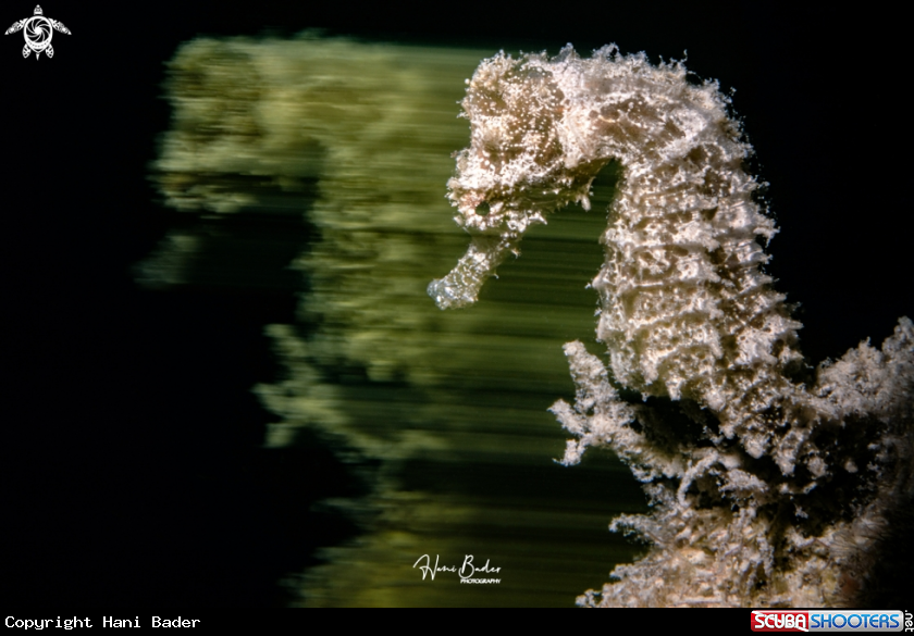A seahorse