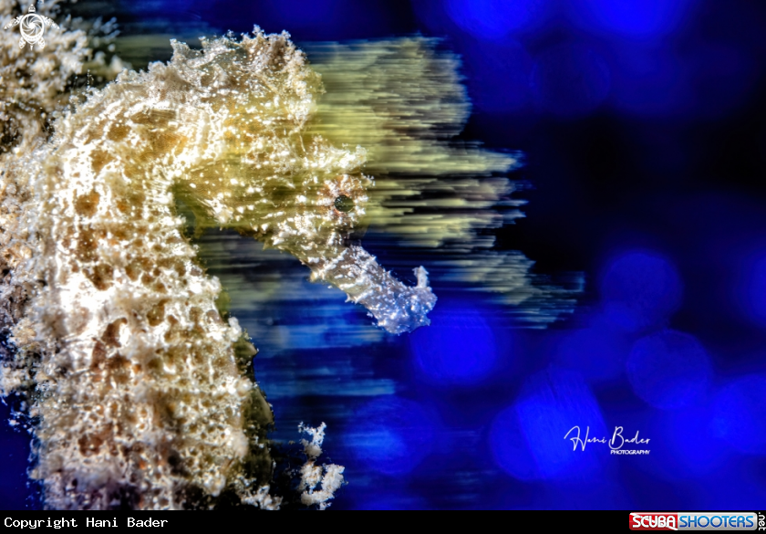 A seahorse