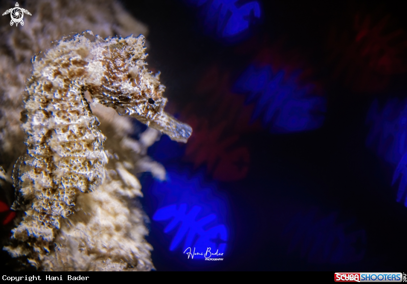 A seahorse
