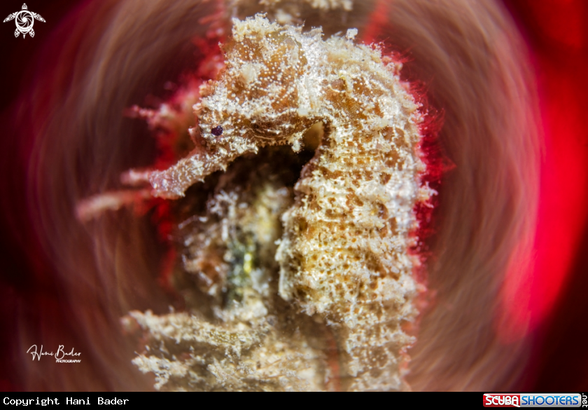 A seahorse