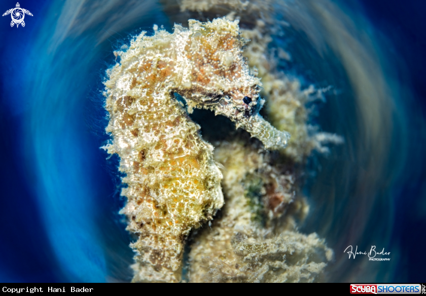 A seahorse