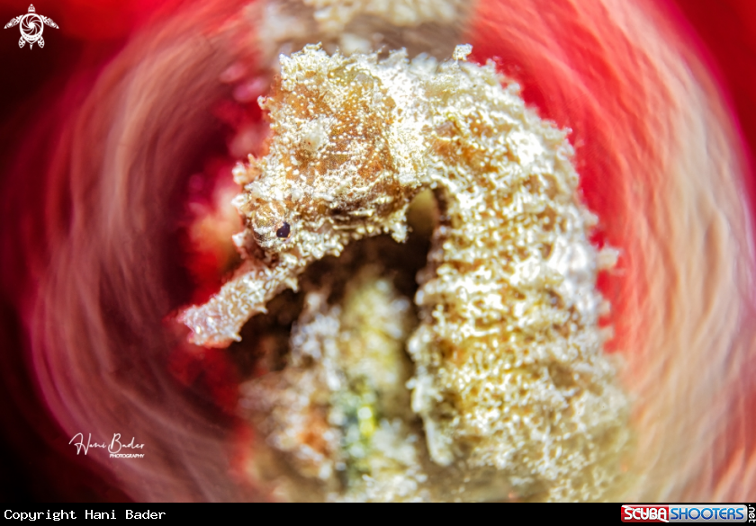 A seahorse