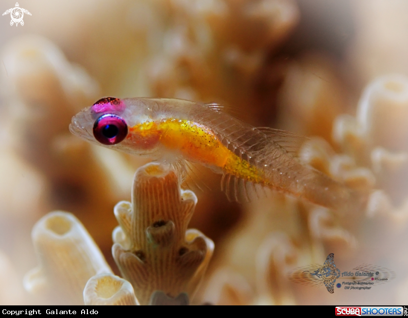 A Pink Eye Goby