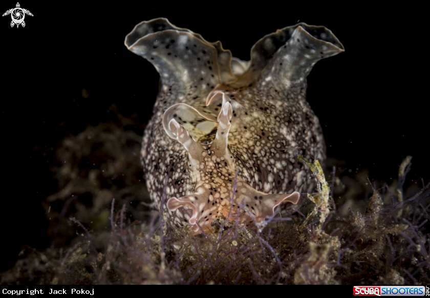 A Aplysia argus
